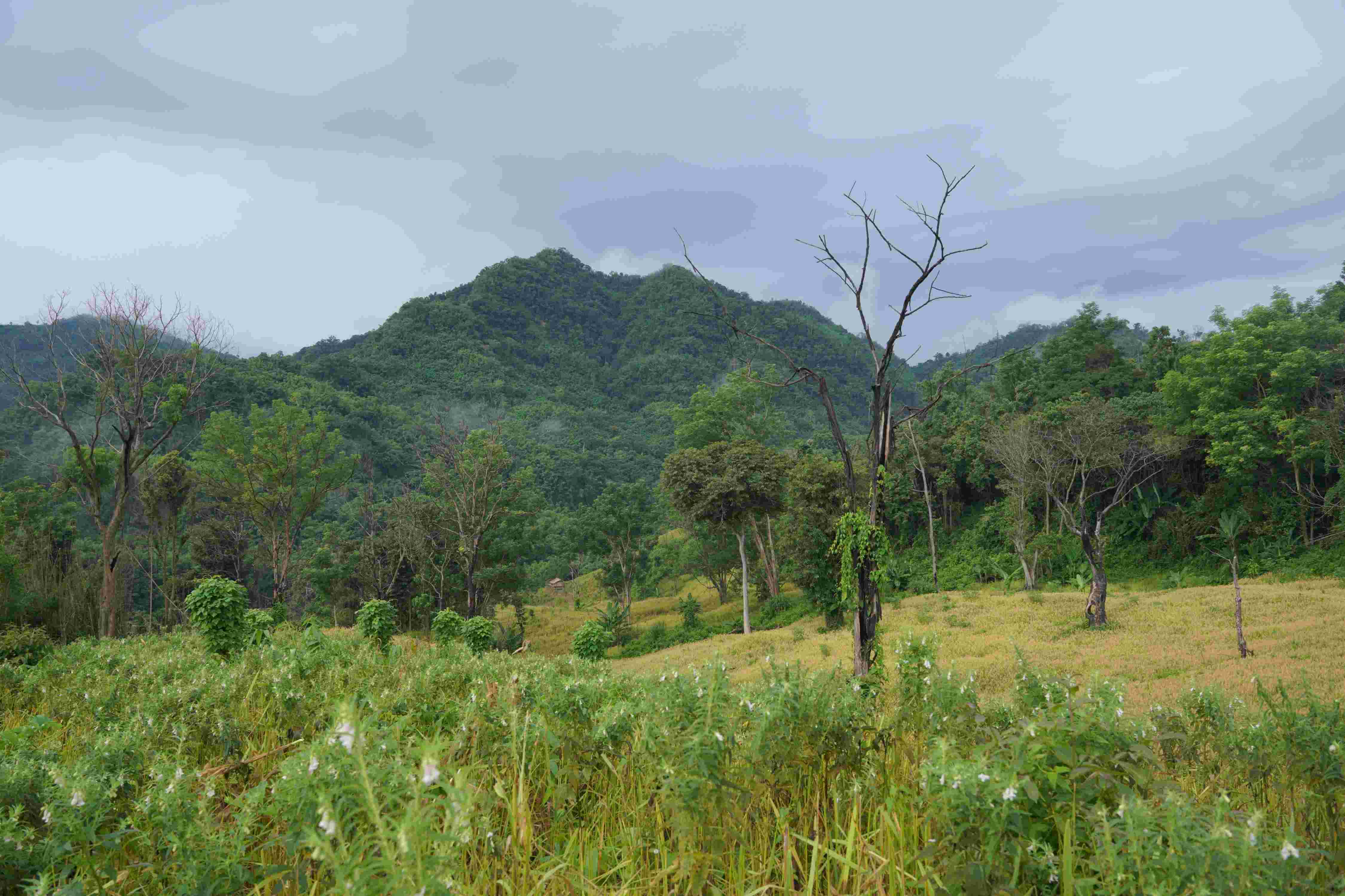 Alikadam
